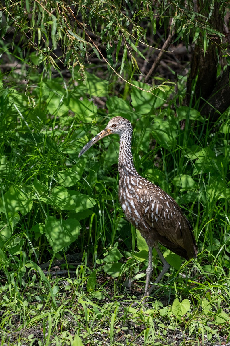 Limpkin - ML480308961