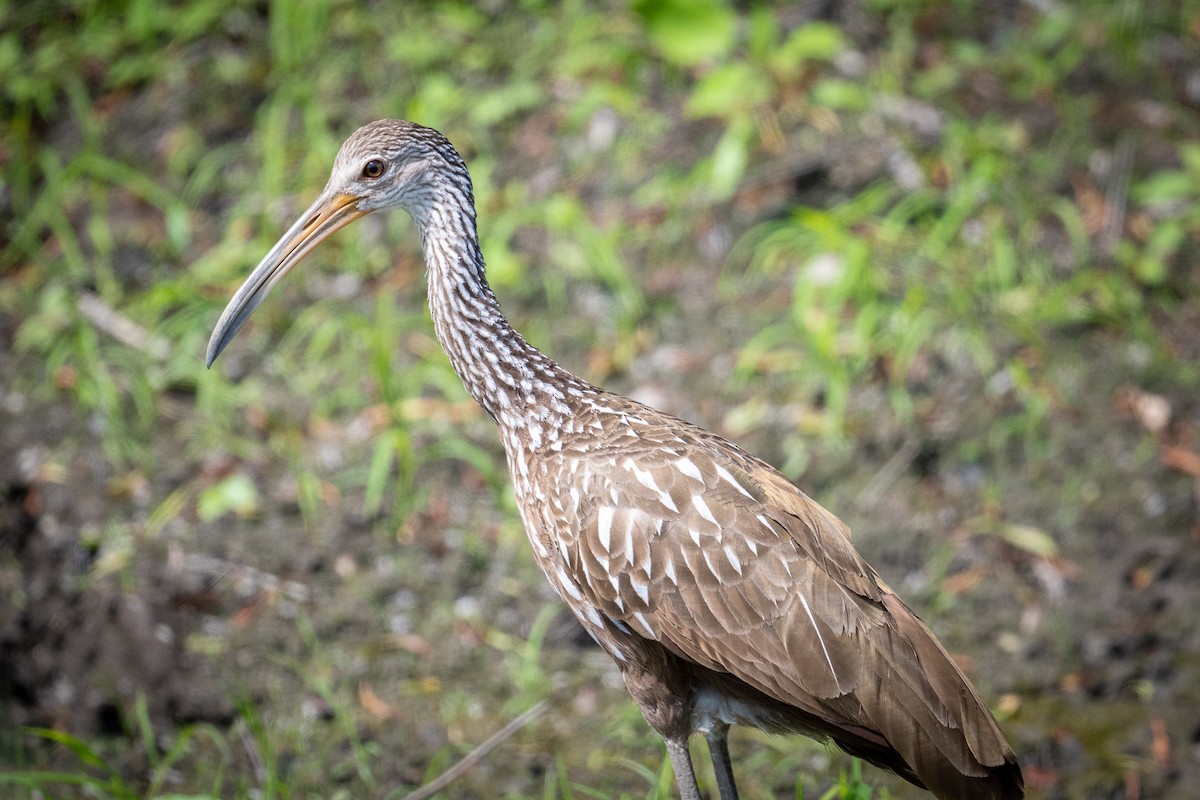 riksetrane - ML480308971