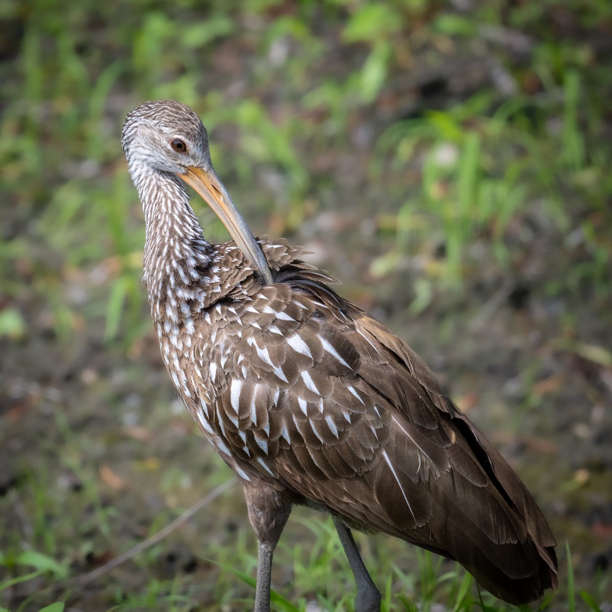 riksetrane - ML480308981