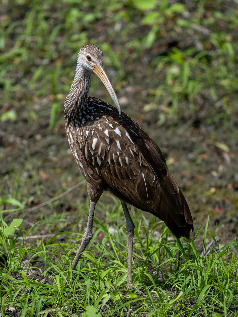 riksetrane - ML480308991