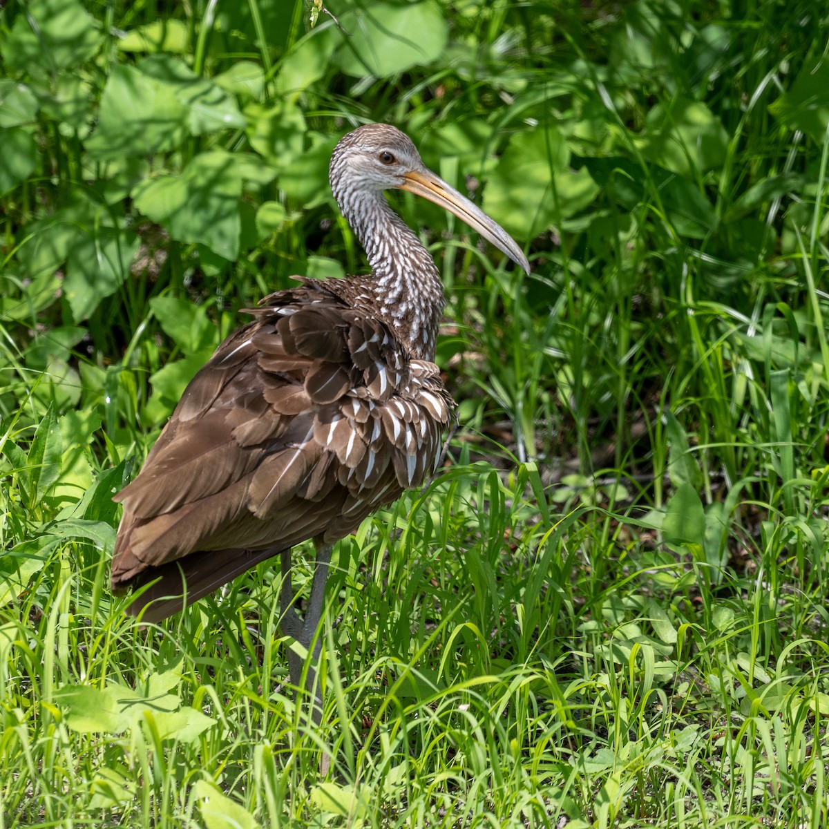 Limpkin - ML480309001