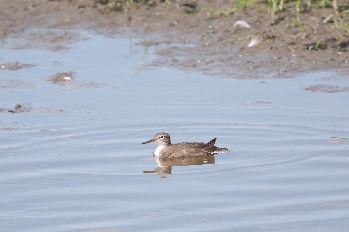 flekksnipe - ML480309021