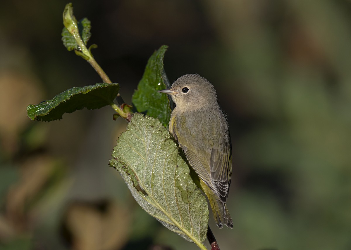 Nashville Warbler - ML480309961