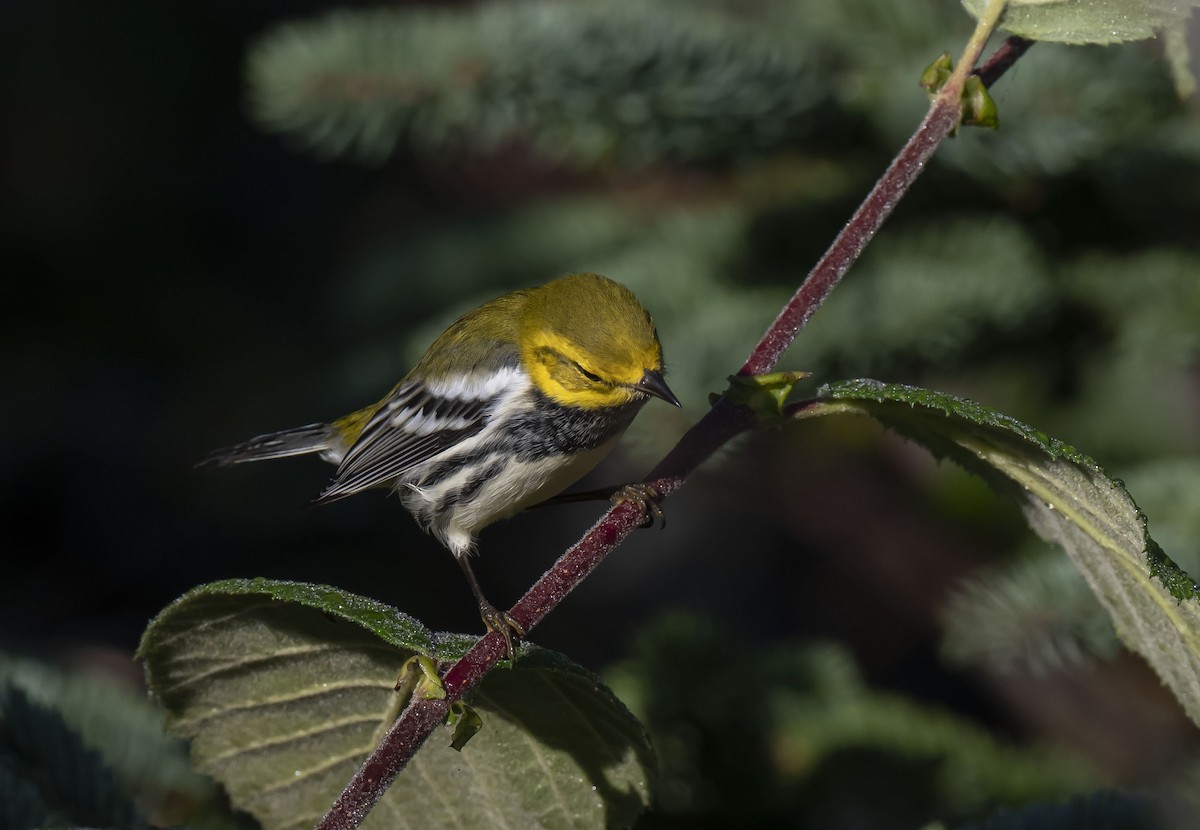 Black-throated Green Warbler - ML480309991