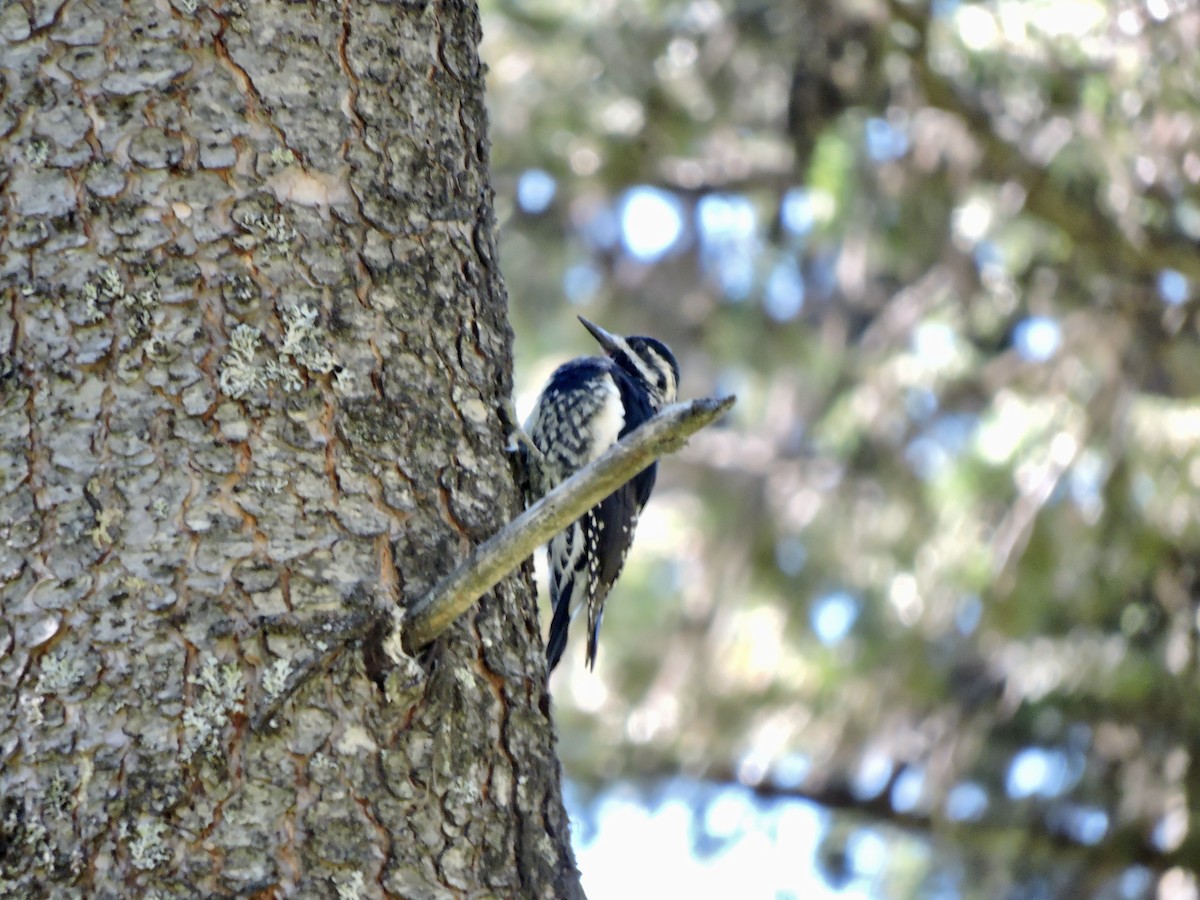 Williamson's Sapsucker - ML480310511