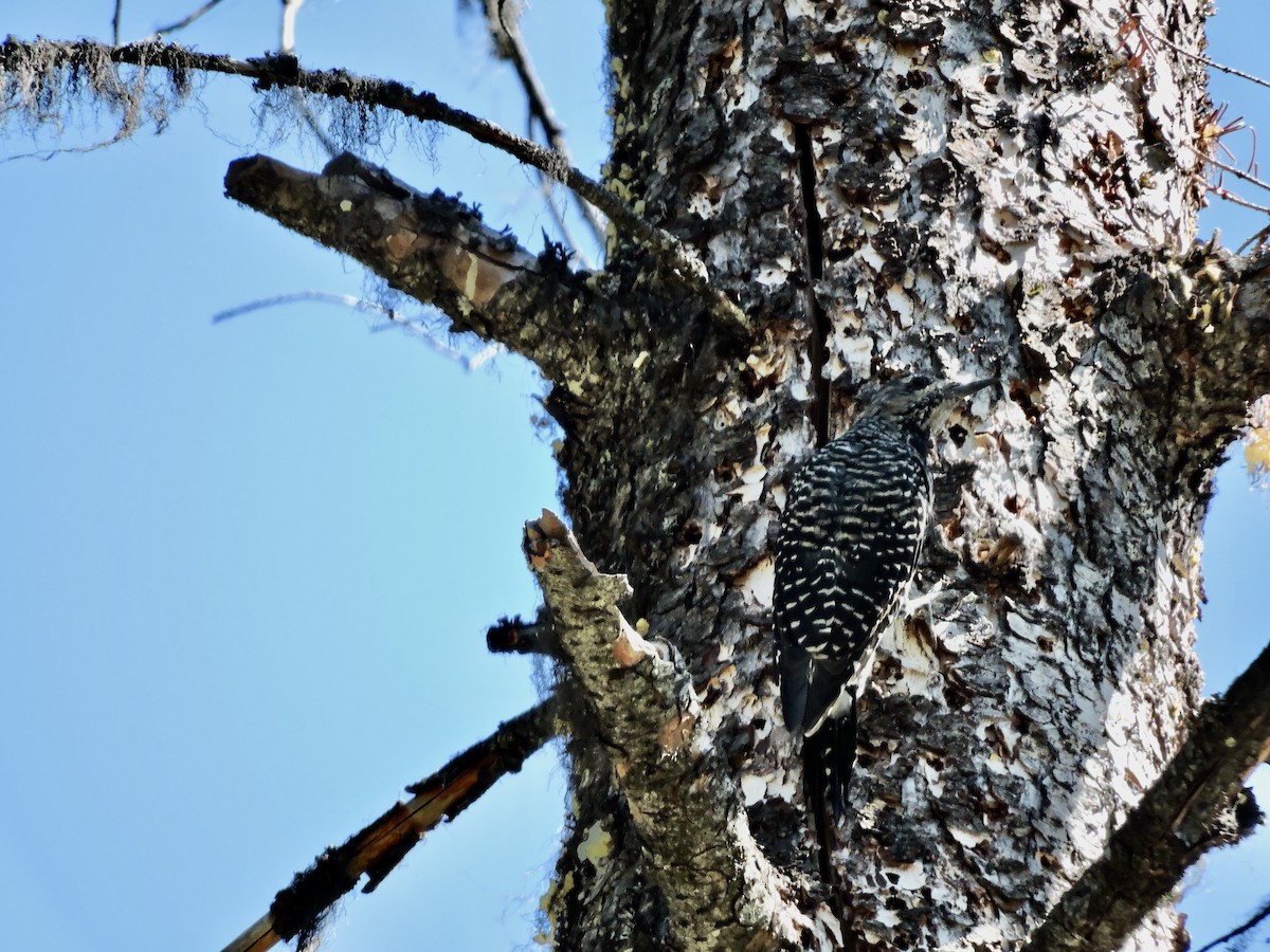 Williamson's Sapsucker - ML480310521