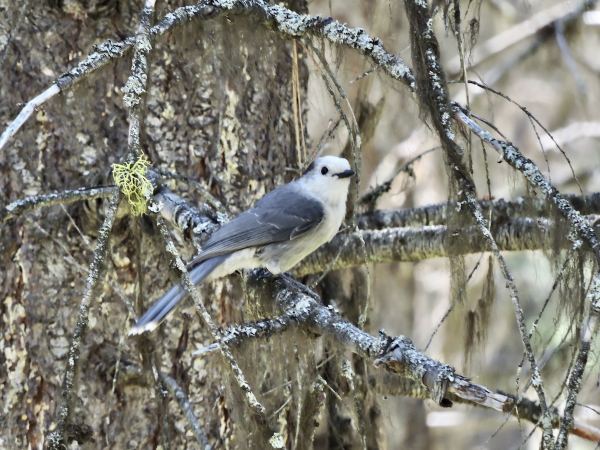 Canada Jay - ML480310571