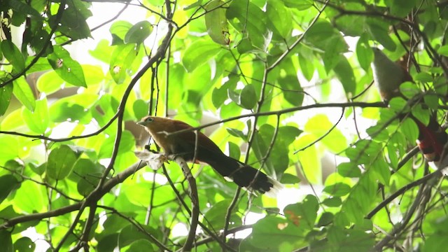 Raffleskuckuck - ML480312