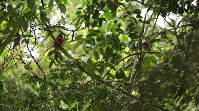 Red-naped Trogon - ML480313