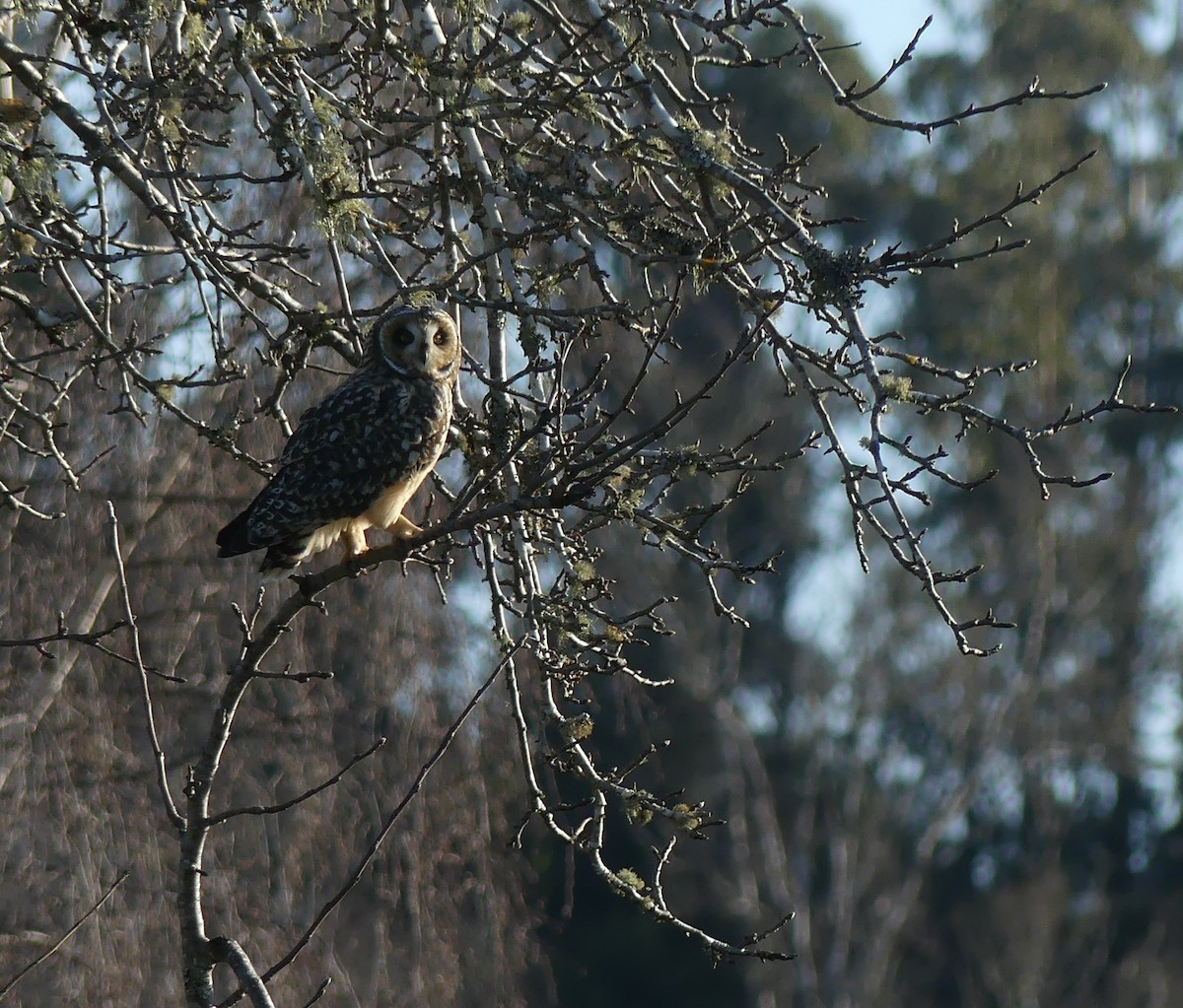 Short-eared Owl - joaquin vial