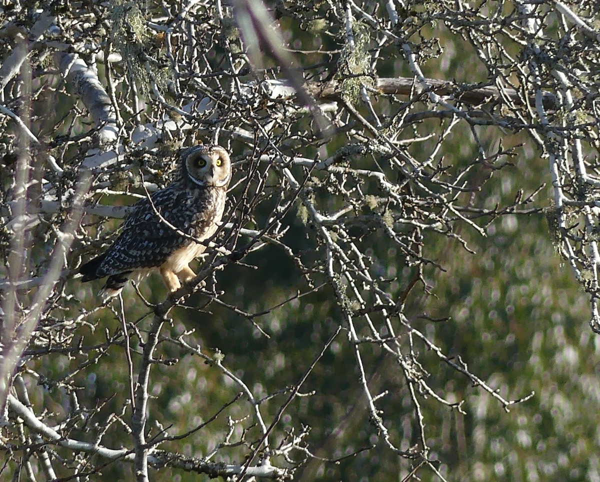 Short-eared Owl - joaquin vial