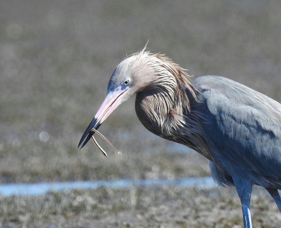 Reddish Egret - deborah grimes