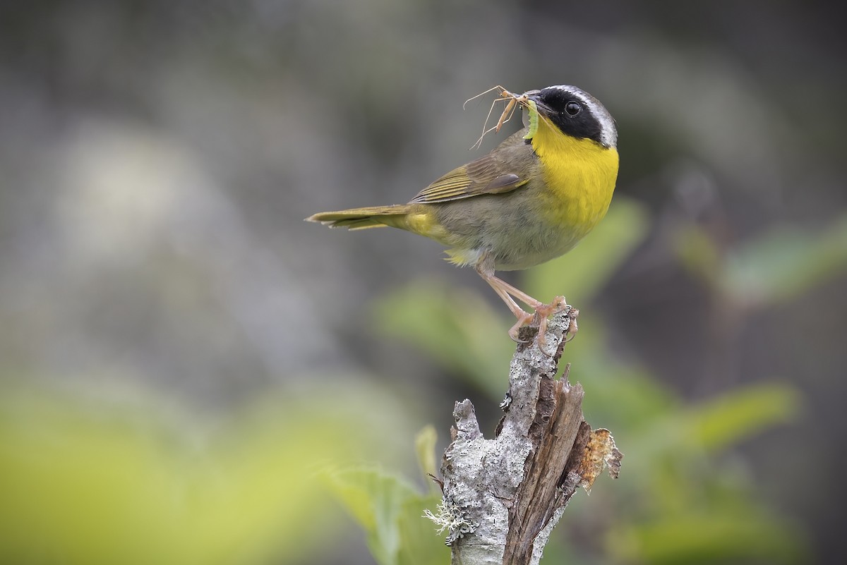 Common Yellowthroat - ML480315221