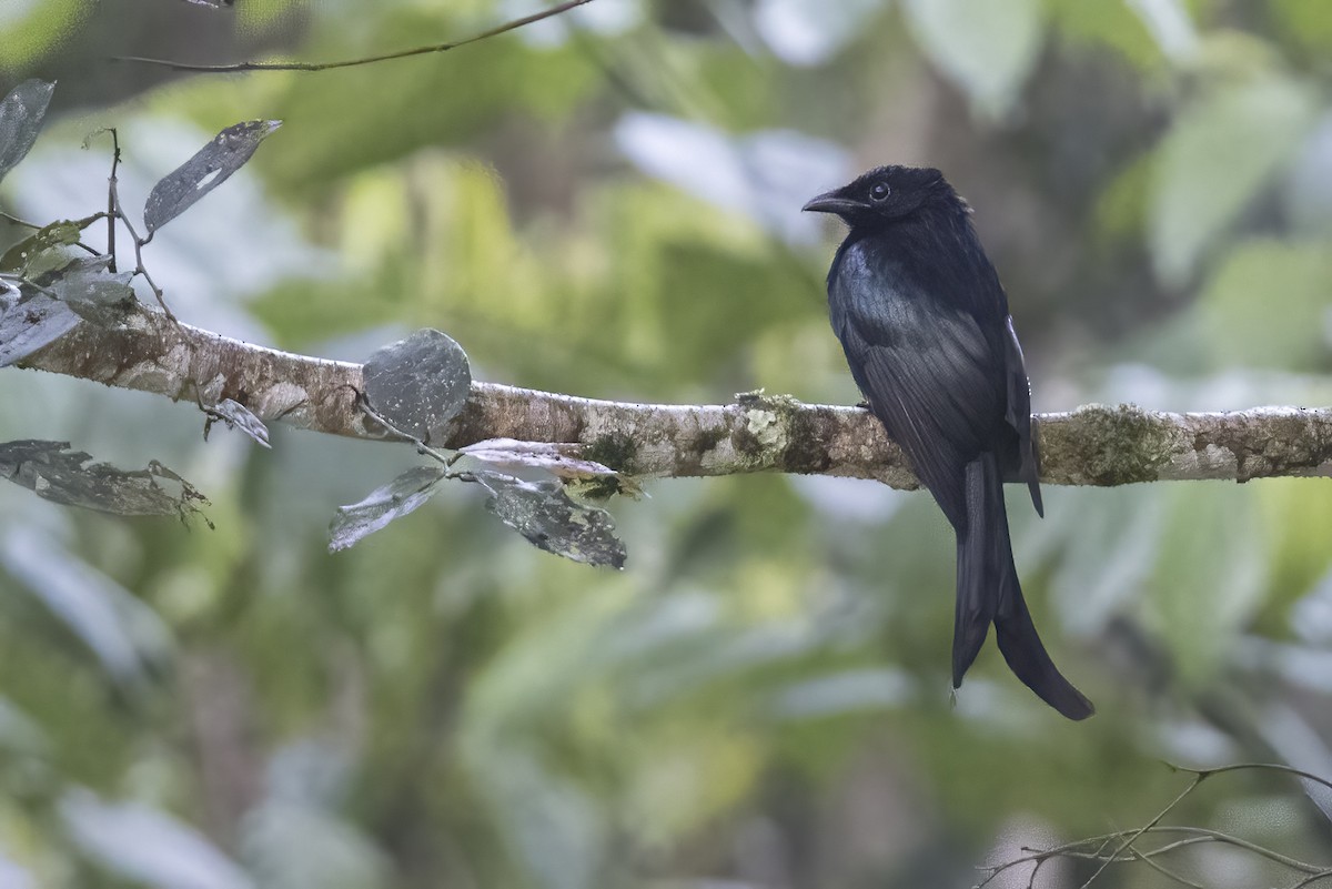 Sulawesi Drongo - Robert Lockett