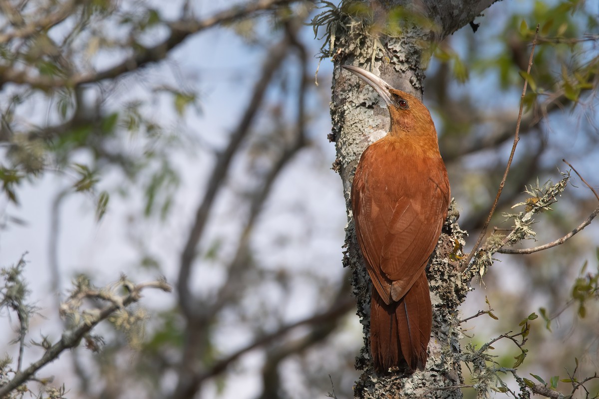 Great Rufous Woodcreeper - ML480317451