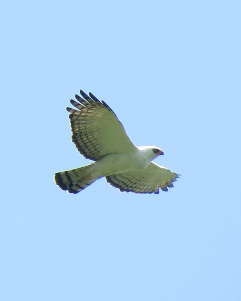 Black-and-white Hawk-Eagle - ML480318101