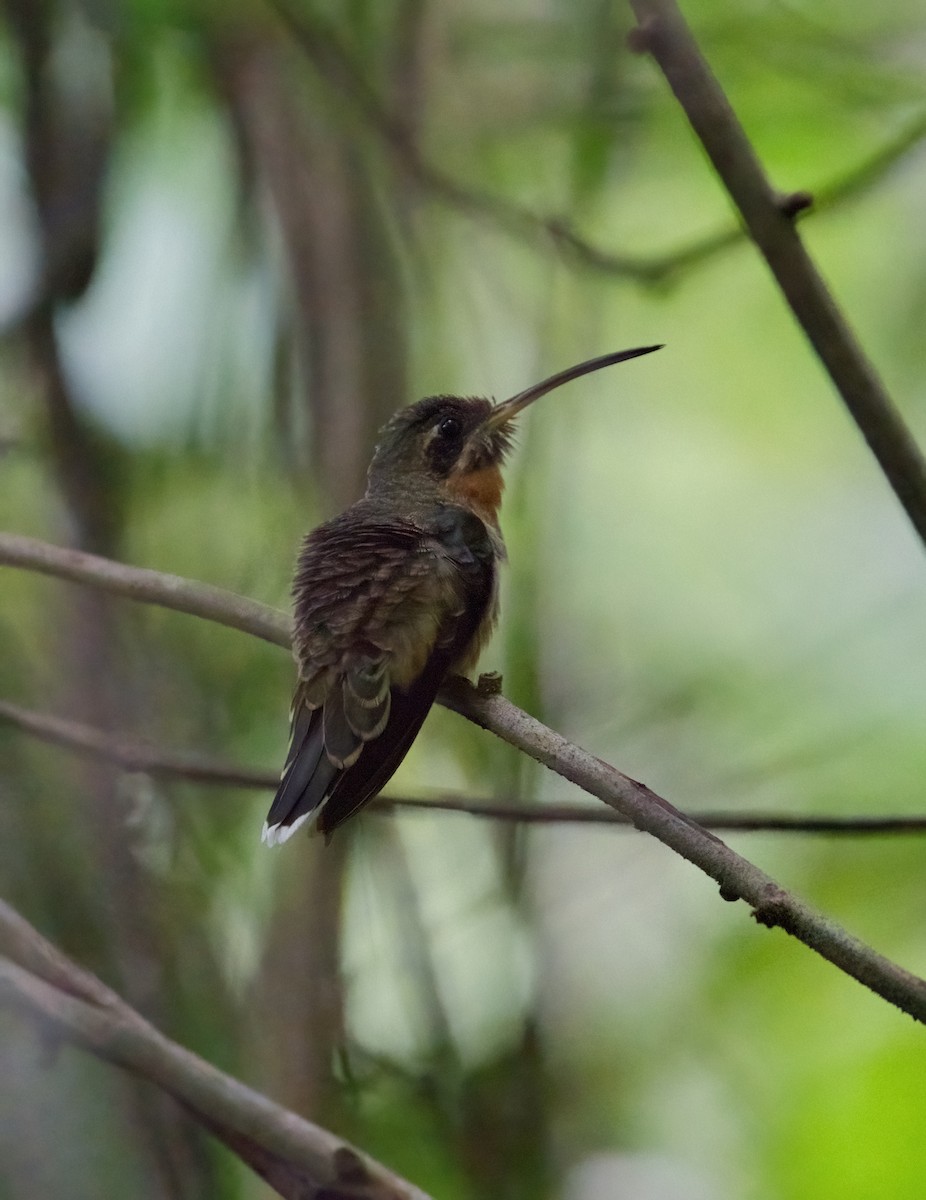 Band-tailed Barbthroat - ML480318531