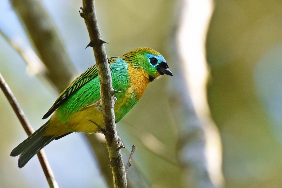 Brassy-breasted Tanager - Guilherme  Willrich