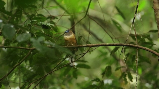 Red-naped Trogon - ML480319