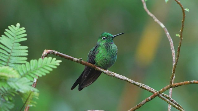 Grünstirn-Brillantkolibri - ML480319631