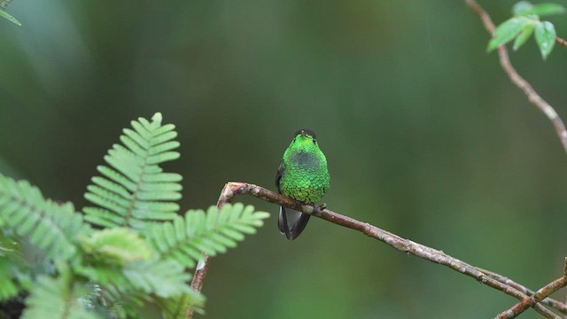 kobberkronekolibri - ML480319761