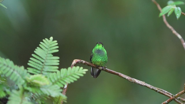 Coppery-headed Emerald - ML480319761