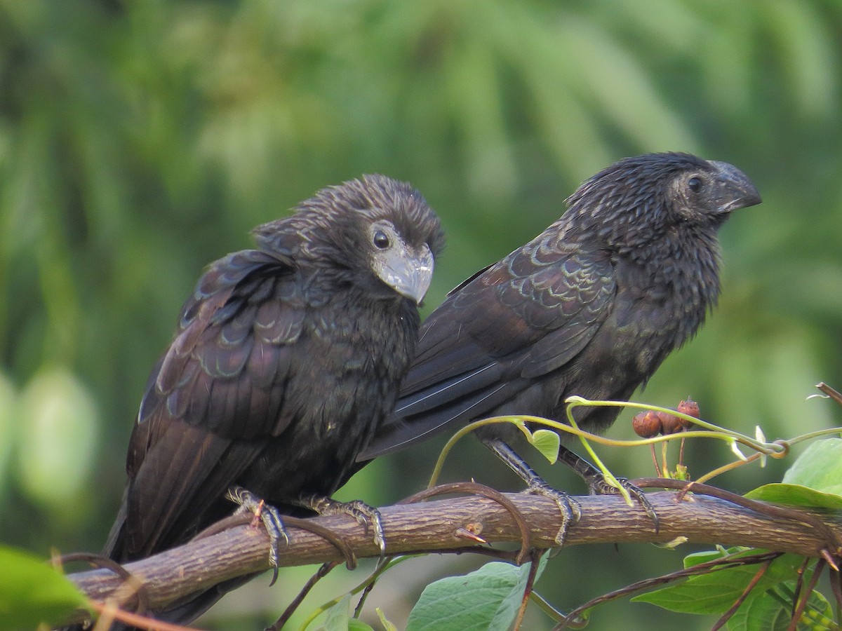 Groove-billed Ani - ML480319861