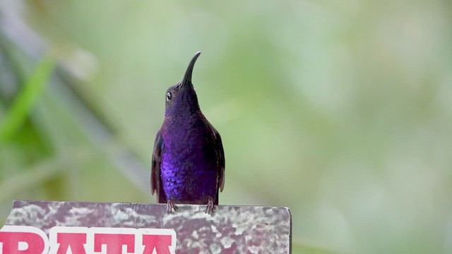 Colibrí Morado - ML480319961