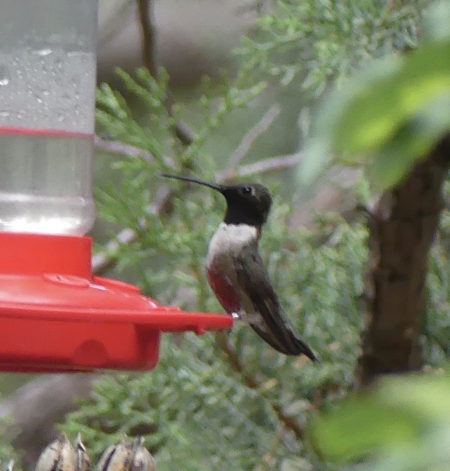 Black-chinned Hummingbird - ML480320161