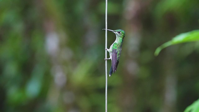 Green-crowned Brilliant - ML480320521