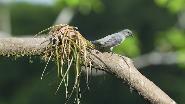 Plain-colored Tanager - ML480321051