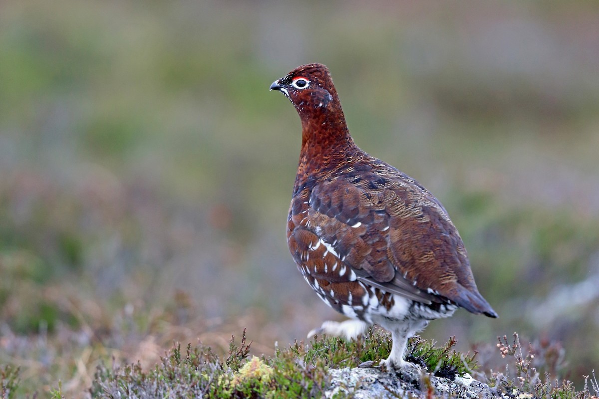 Willow Ptarmigan (Red Grouse) - Nigel Voaden