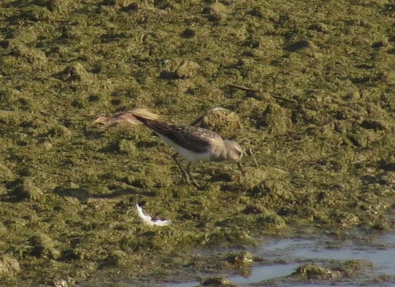 White-rumped Sandpiper - ML480321911