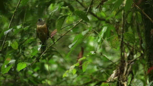 Red-naped Trogon - ML480322