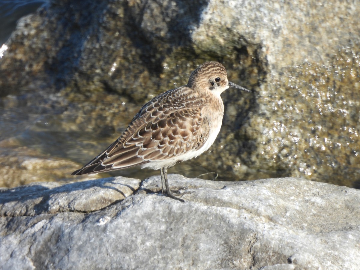 gulbrystsnipe - ML480323291