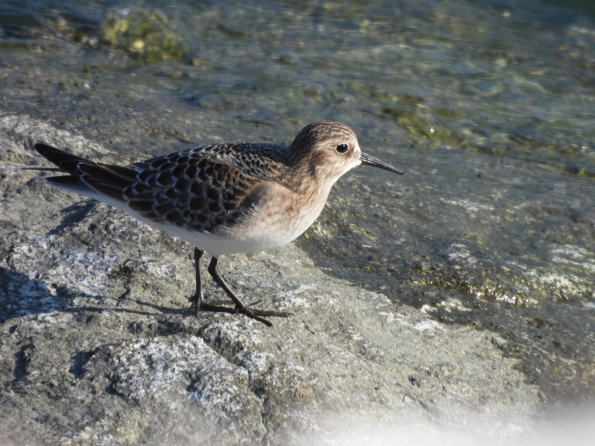 gulbrystsnipe - ML480323311