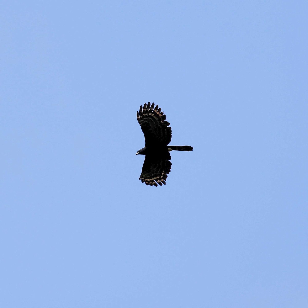 Black Hawk-Eagle - José Dionísio JDionísio