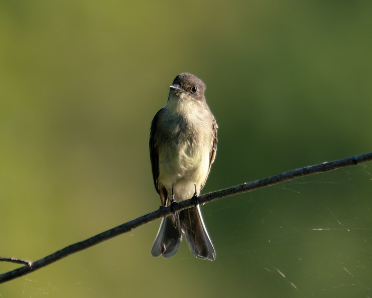 Eastern Wood-Pewee - ML480323891