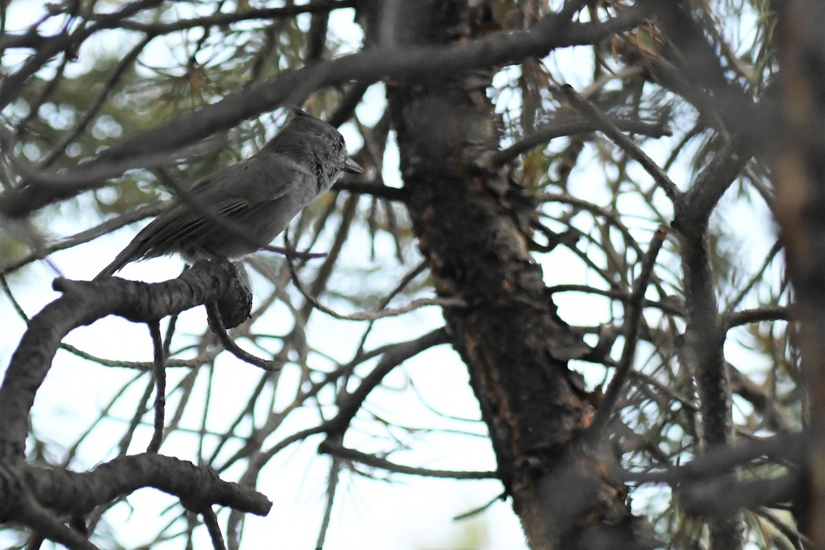 Juniper Titmouse - ML480323991