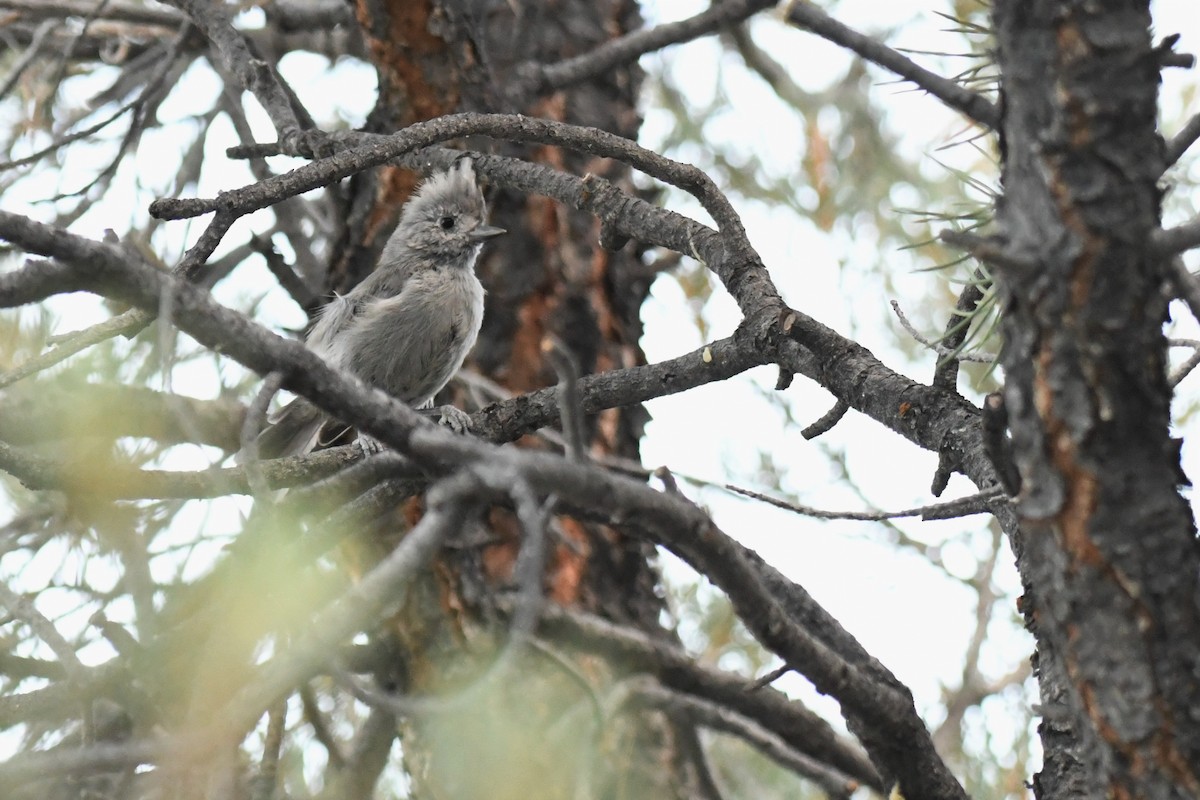 Juniper Titmouse - ML480324001