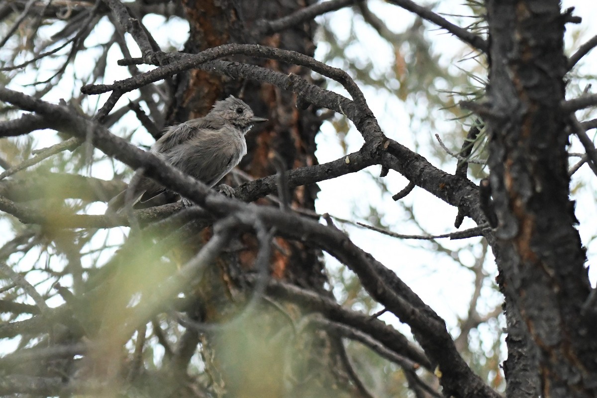 Juniper Titmouse - ML480324011