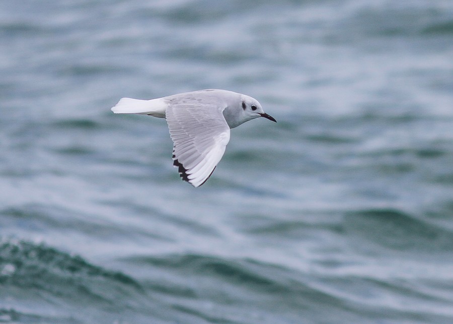 Bonaparte's Gull - ML480324031