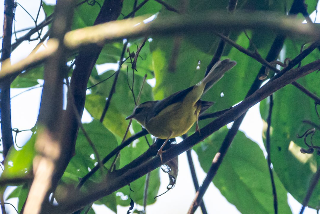 Golden-crowned Warbler - Victor Hugo Michelini