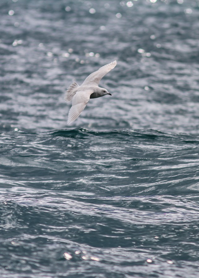 Iceland Gull (kumlieni/glaucoides) - ML480324701