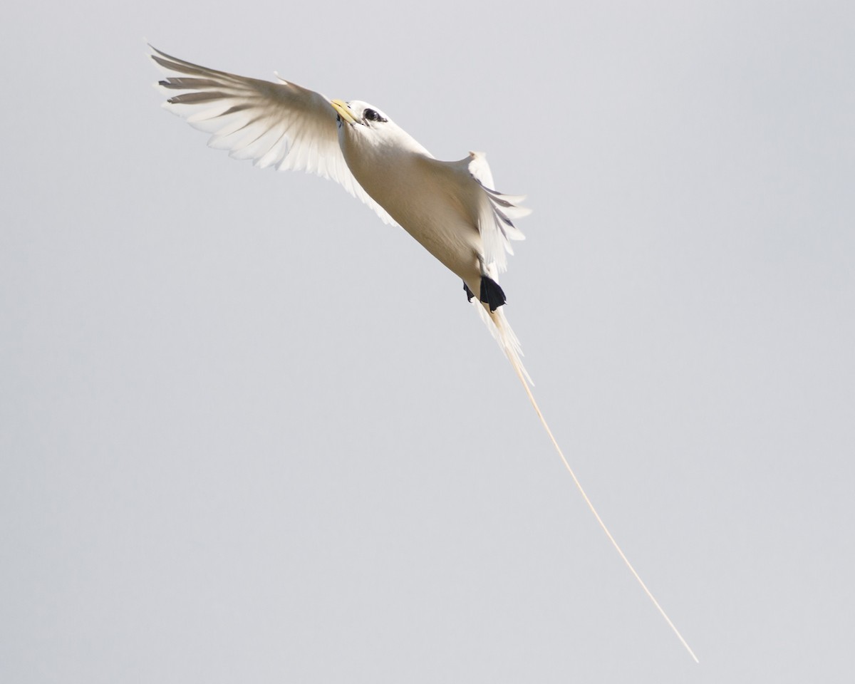 White-tailed Tropicbird - Silvia Faustino Linhares