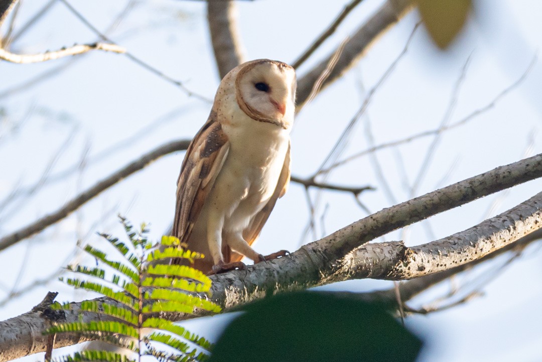 Barn Owl - ML480324921