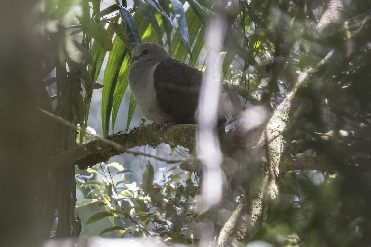 Sombre Pigeon - ML480325081