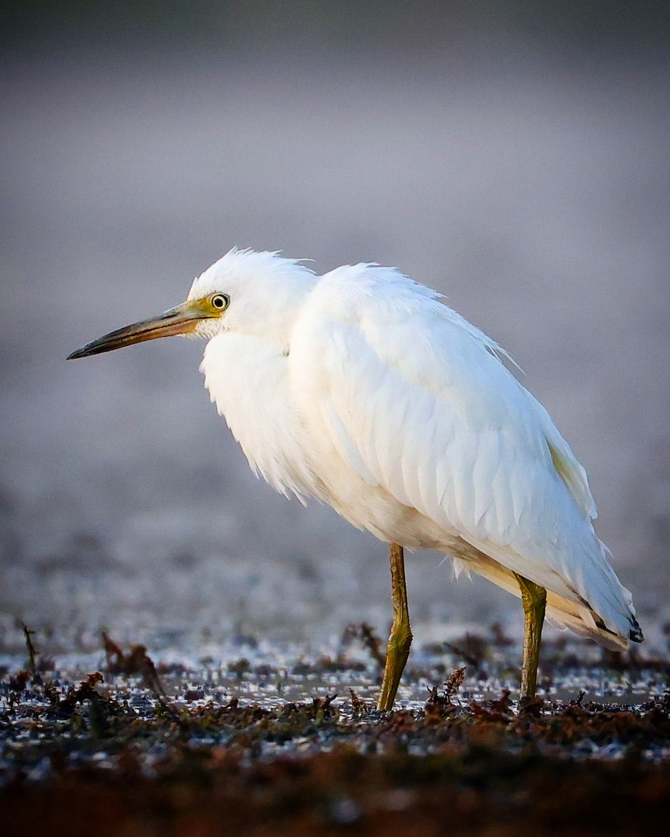 Little Blue Heron - ML480325331