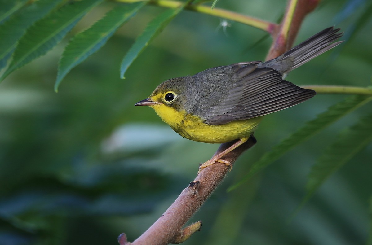 Canada Warbler - ML480325741