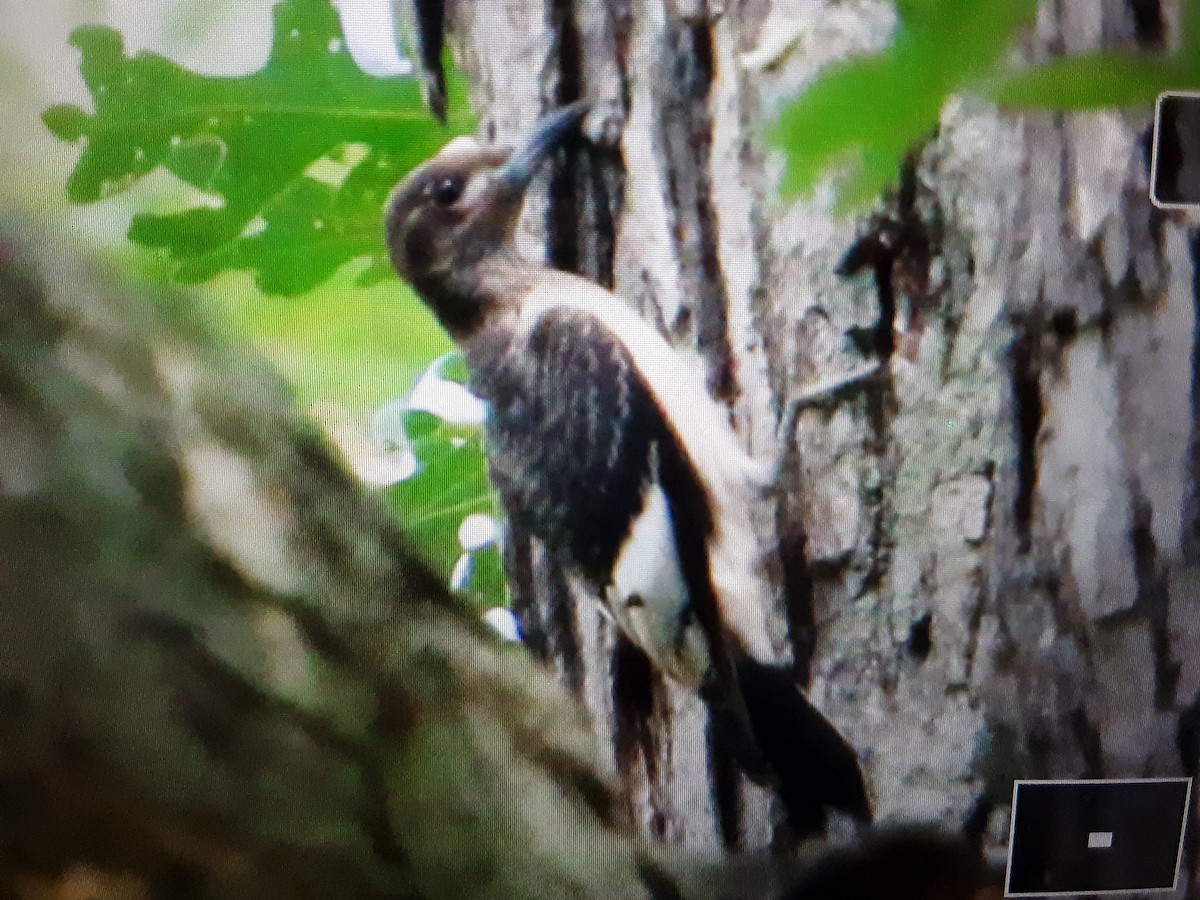 Red-headed Woodpecker - ML480326111